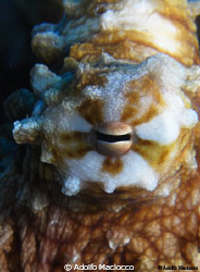 Octopus' Eye by Adolfo Maciocco 